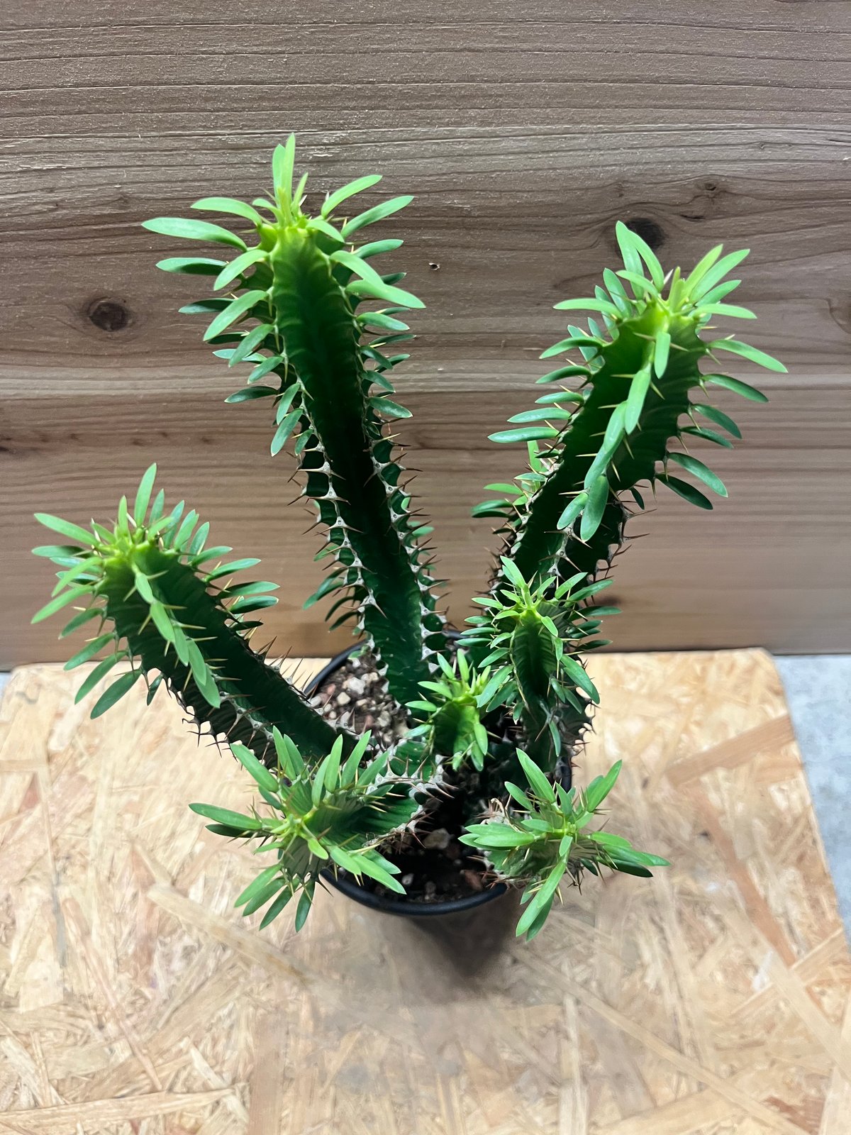 ユーフォルビア ムランジーナ | GREEN LUCK