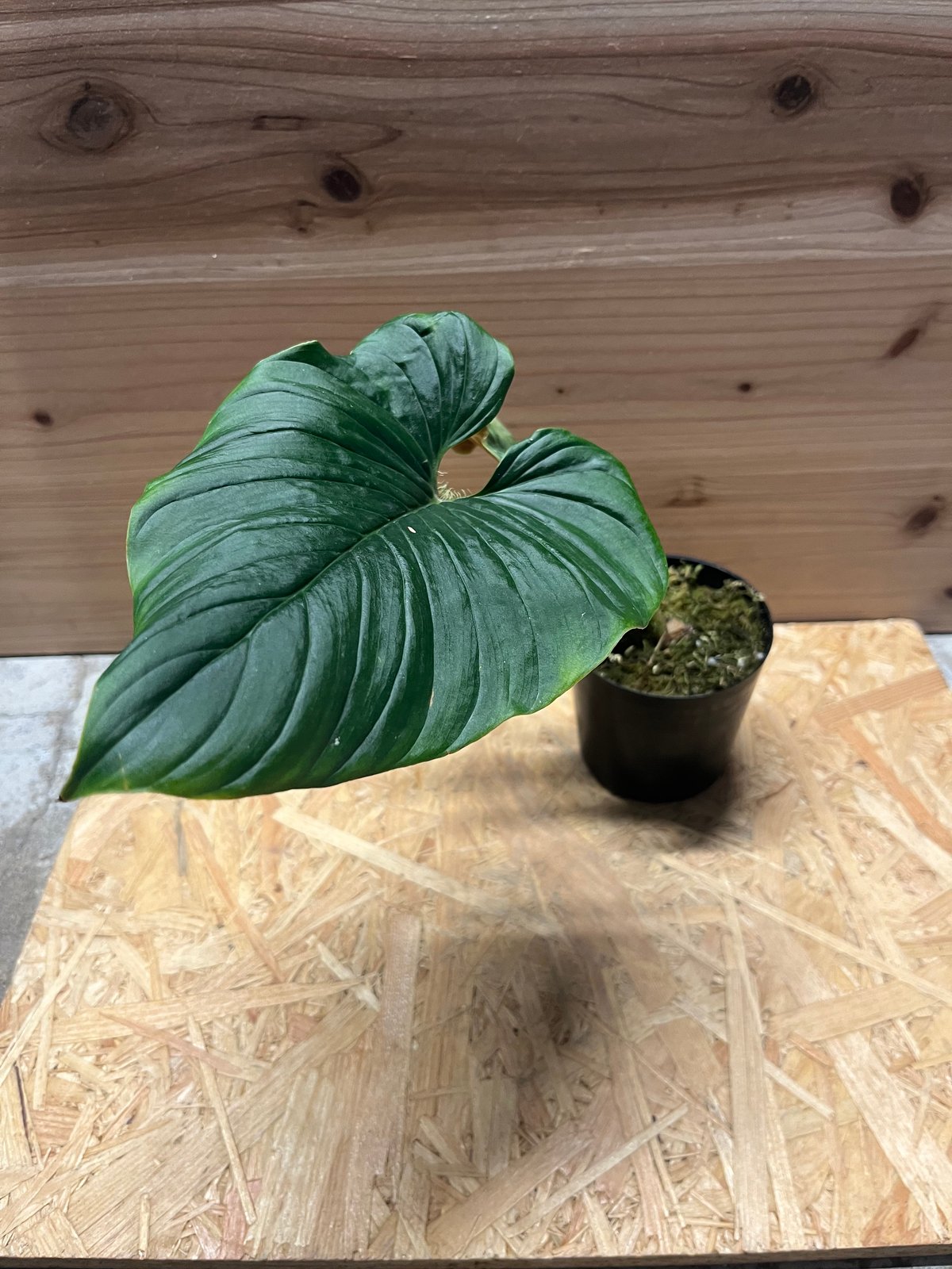 フィロデンドロン セルペンス | GREEN LUCK