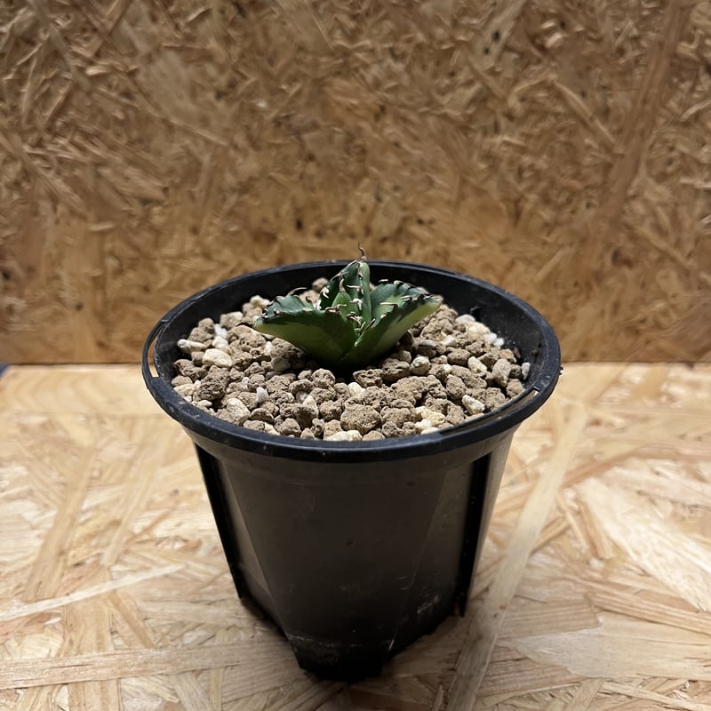 アガベ チタノタ 夕映厳竜 ソーラーエクリプス | GREEN LUCK