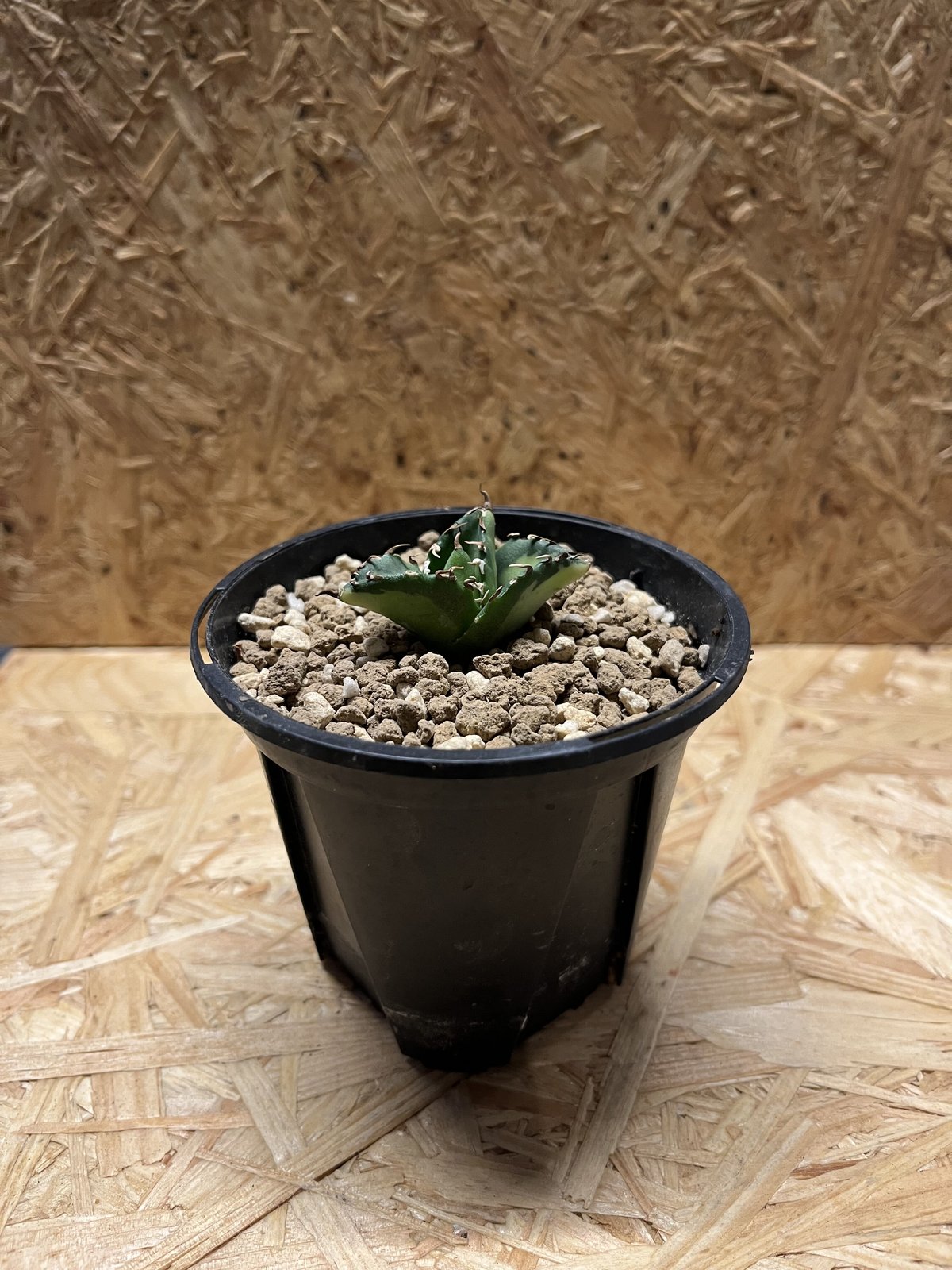 アガベ チタノタ 夕映厳竜 ソーラーエクリプス | GREEN LUCK