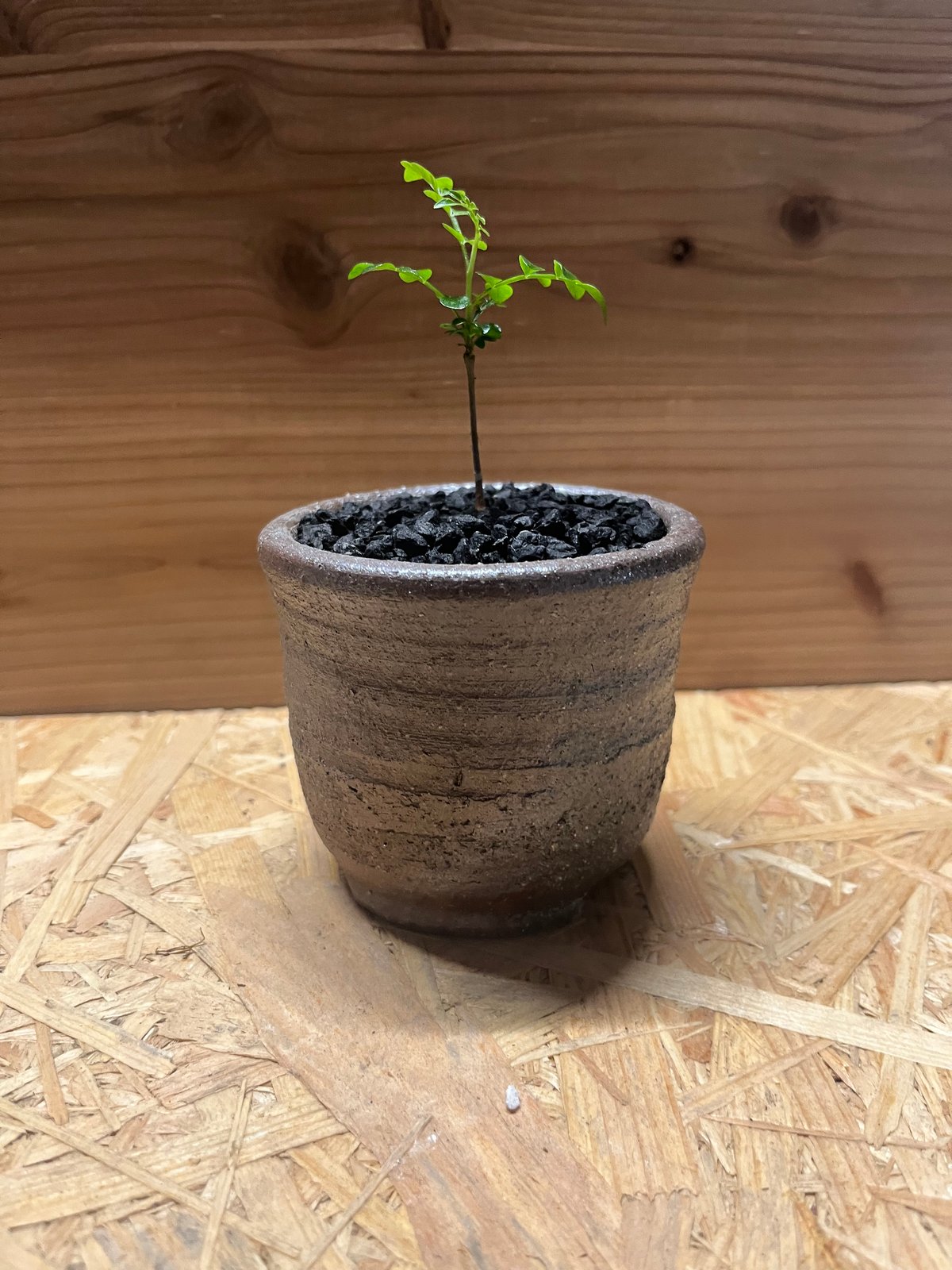 【鉢植えのまま発送】オペルクリカリア・パキプス 実生11年株 鉢植えのまま発送】オペルクリカリア・パキプス 実生11年株 ザ