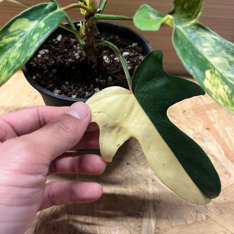 フィロデンドロン フロリダビューティー | GREEN LUCK