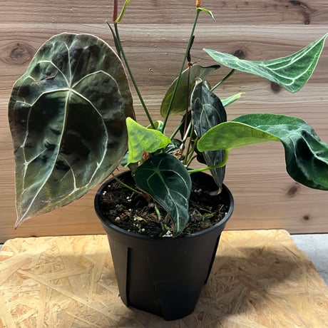 anthurium | STORES anthurium | STORES