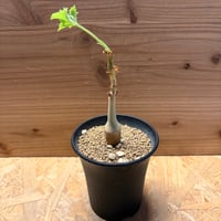 キフォステンマ　ユター