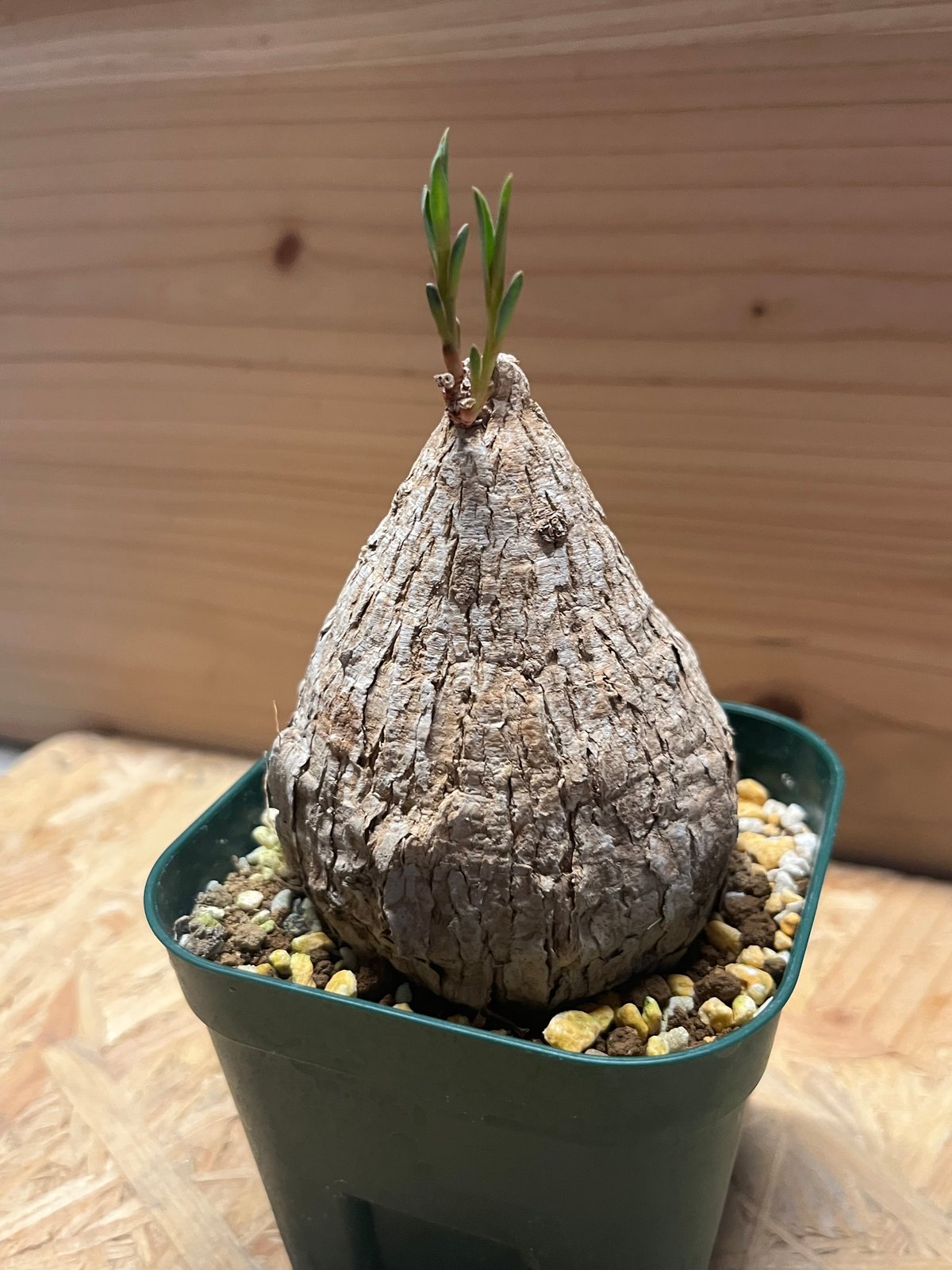 ユーフォルピア※トリカデニア ユーフォルビア トリカデニア | GREEN LUCK