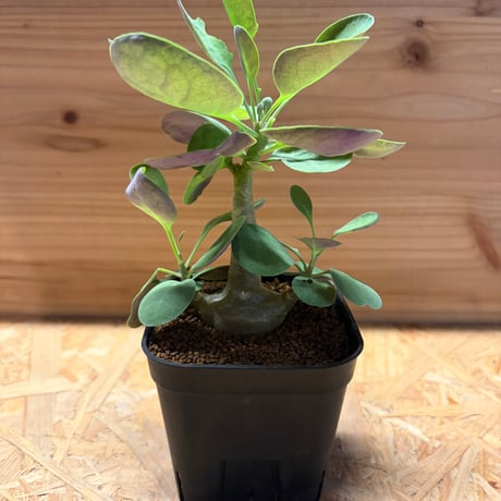 オトンナ | STORES