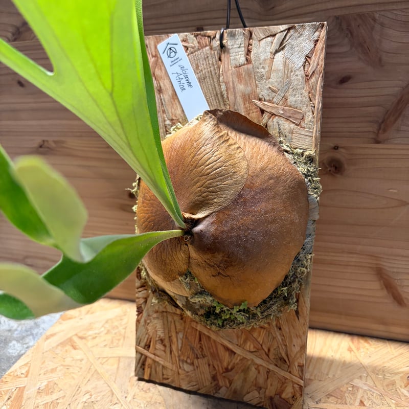 ビカクシダ アルシコルネ アフリカ | GREEN LUCK