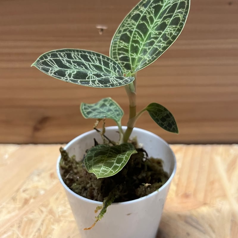 ジュエルオーキッド マコデスペトラ | GREEN LUCK