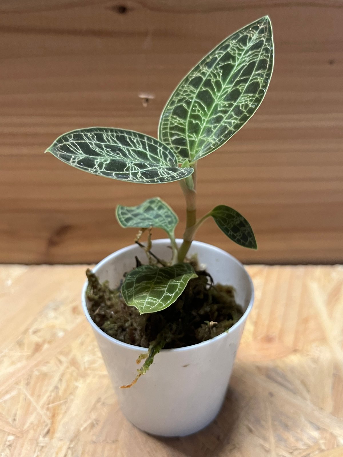 専用　激レア　マコデスペトラ　プラチナ　希少　ジュエルオーキッド 専用 激レア マコデスペトラ プラチナ 希少 ジュエルオーキッド 専用