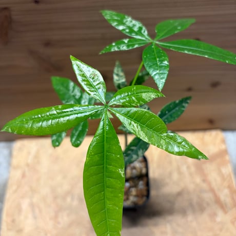 パキラ　グラブラ　斑入り
