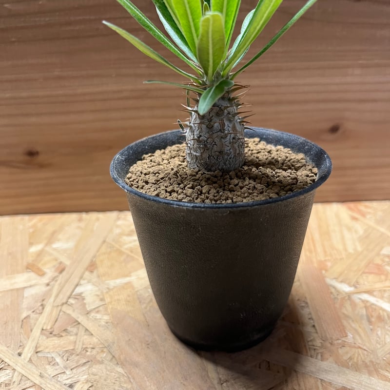 パキポディウム グラキリス | GREEN LUCK