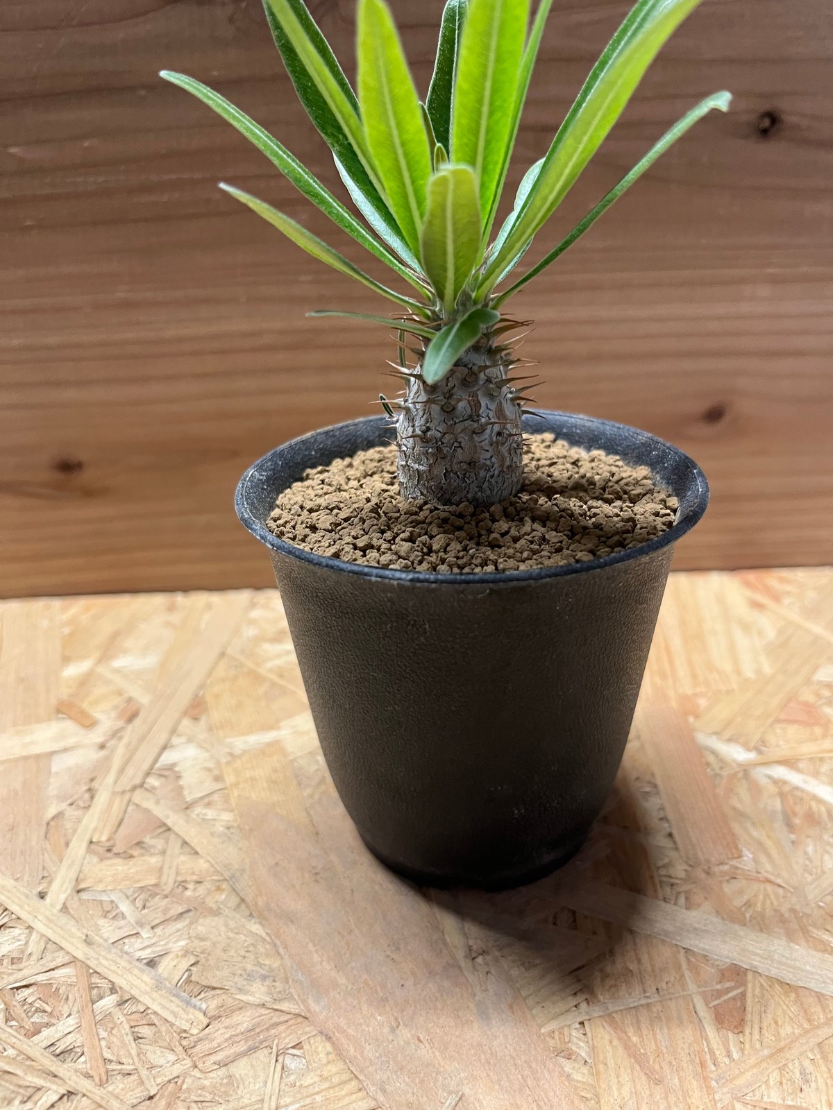 パキポディウム グラキリス | GREEN LUCK