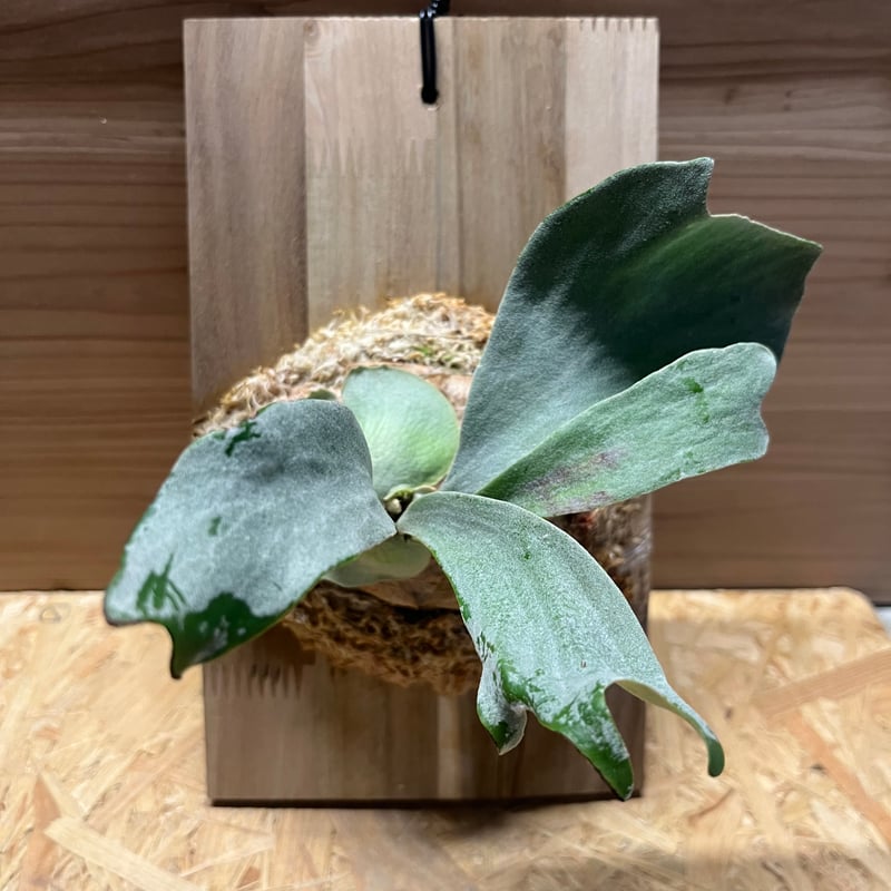 ビカクシダ sp. マジュスポ HK スポア | GREEN LUCK