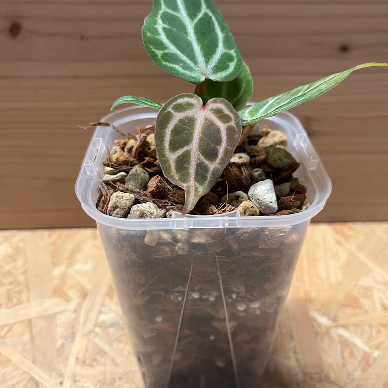 アンスリウム ミシェル×ザラ F3 | GREEN LUCK