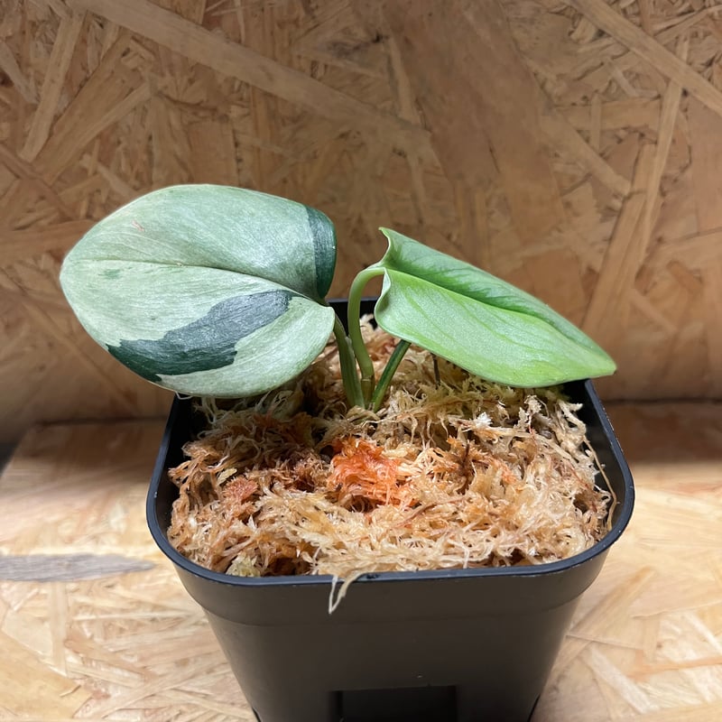 【SPRING SALE】スキンダプサス・シルバーレディ　発根済み♡ Scindapsus 