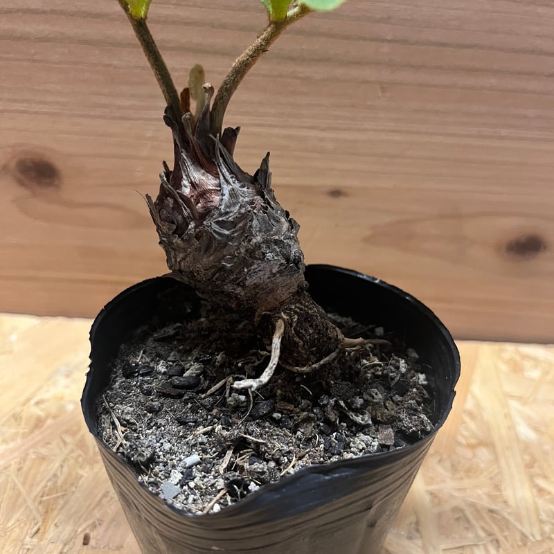 ザミア フルフラセア | GREEN LUCK