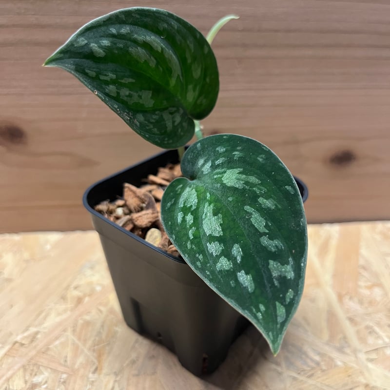 スキンダプサス スーパーブラック ボルネオ | GREEN LUCK