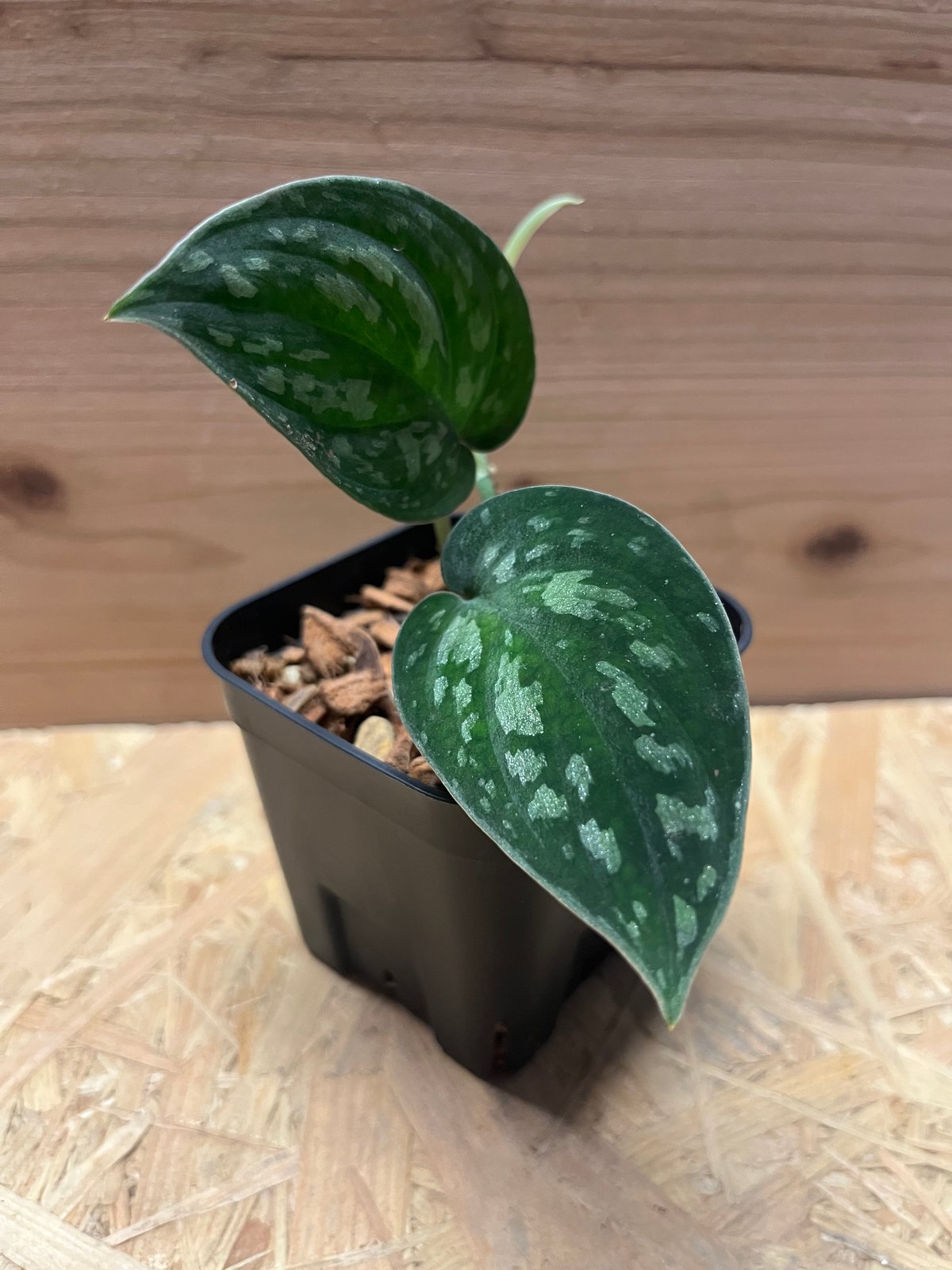 スキンダプサス　エメラルド　鉢ごと発送 スキンダプサス エメラルド 鉢ごと発送 観葉植物