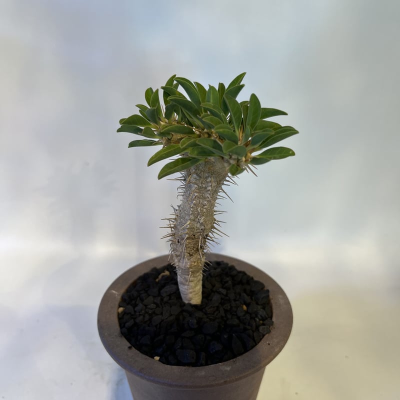 綴化 ユーフォルビア ギラウミニアナ 鉢ごと発送 実生株 綴化 ユーフォルビア ギラウミニアナ 鉢ごと発送 実生株 綴化