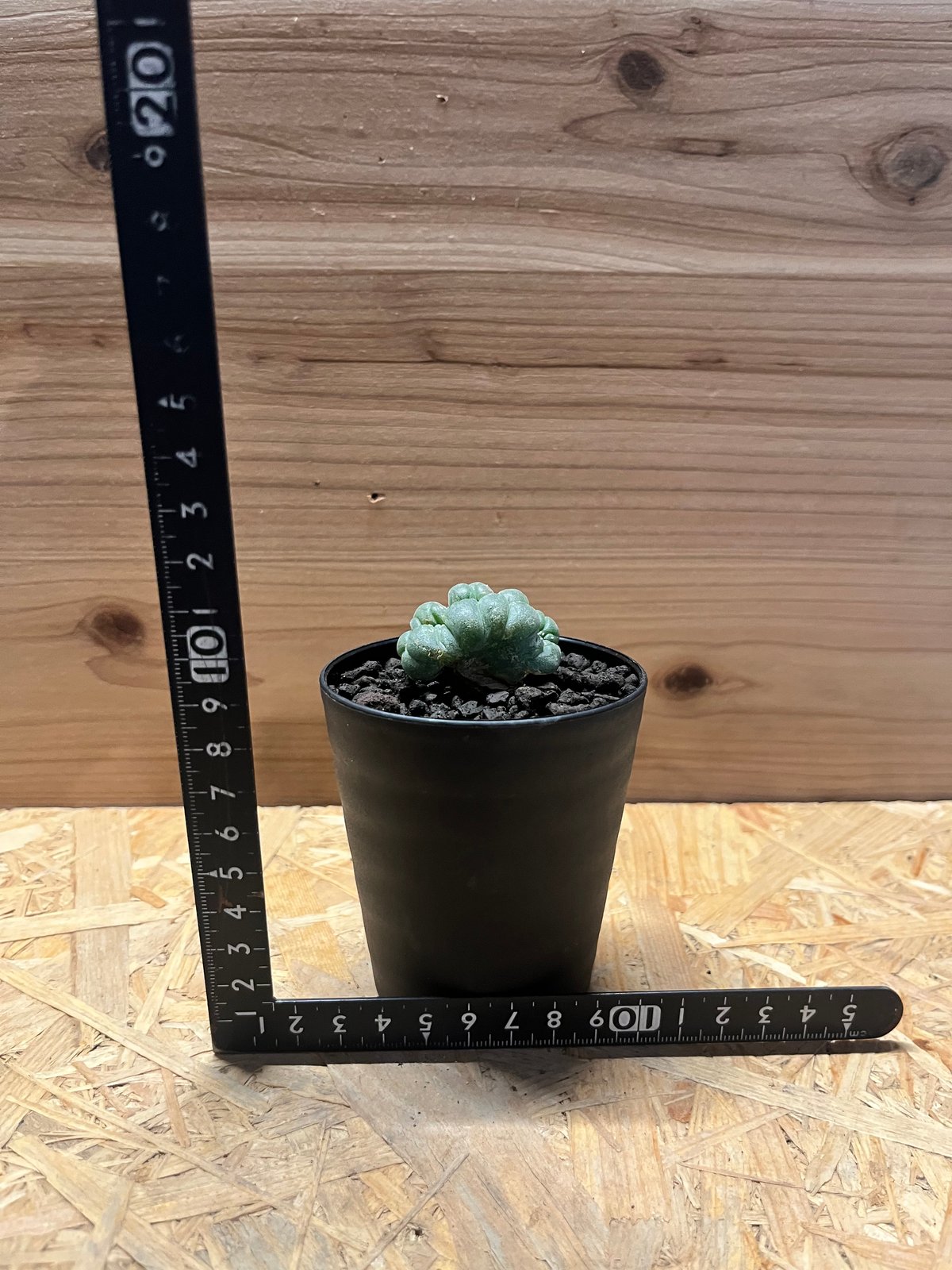 ロフォフォラ 鳥羽玉 綴化 | GREEN LUCK