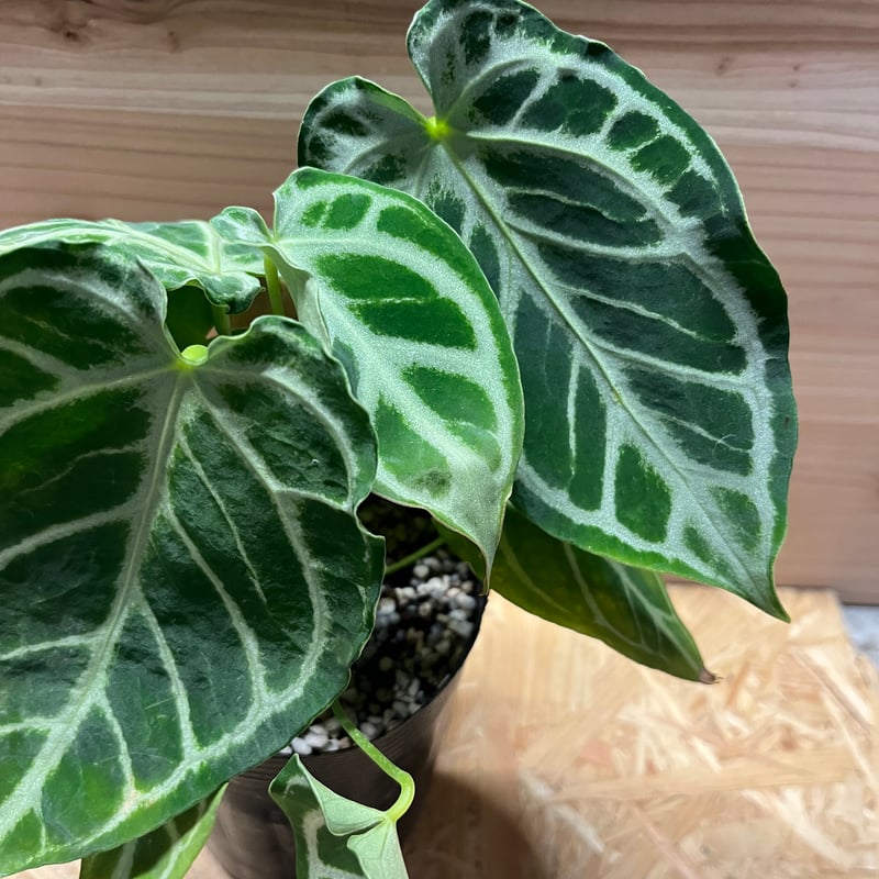 アンスリウム クリスタリナム | GREEN LUCK