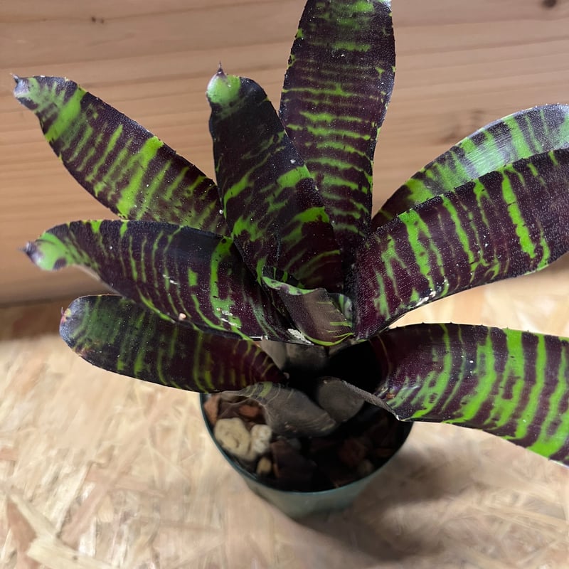 ネオレゲリア サボイトリュフ | GREEN LUCK