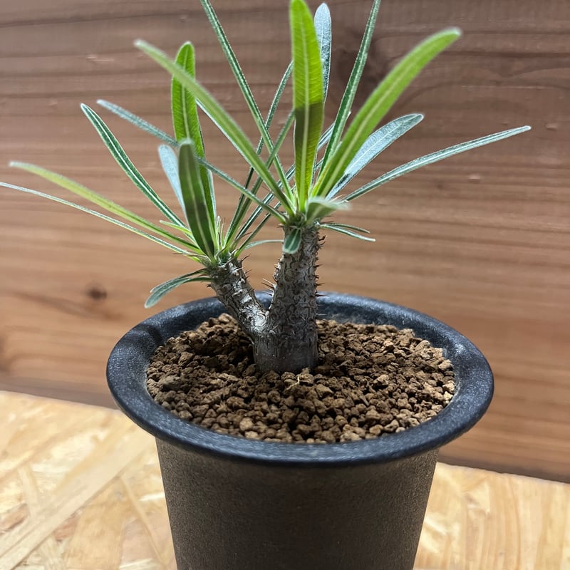 パキポディウム グラキリス 実生 | GREEN LUCK