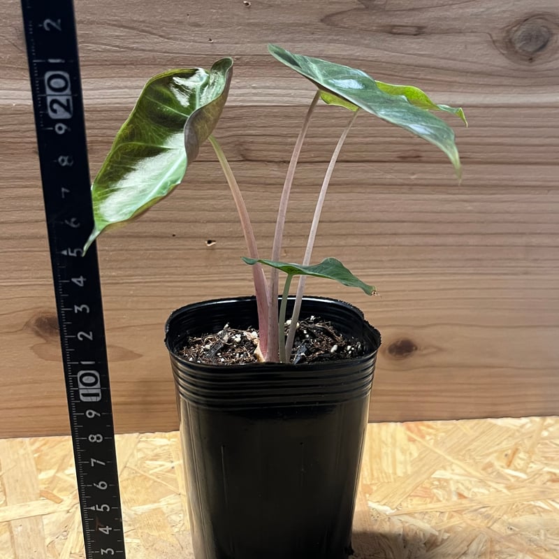 アロカシア ピンクドラゴン GY - TRANSHIP アロカシア サンデリアナ