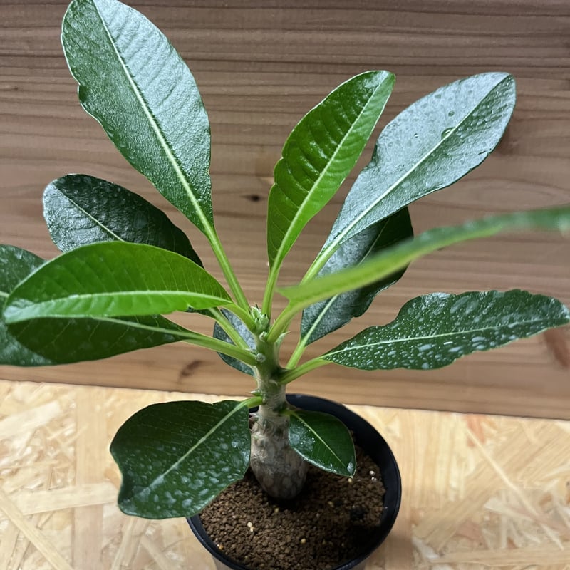 パキポディウム ウィンゾリー | GREEN LUCK