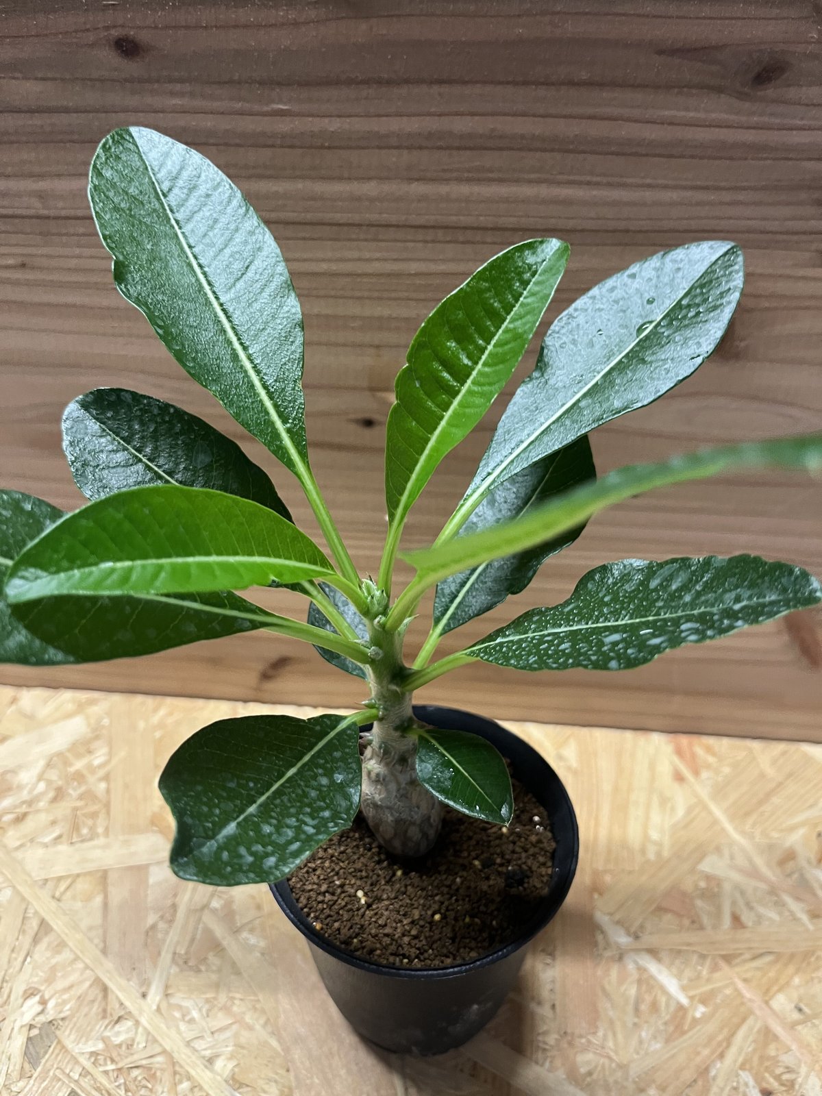 パキポディウム　ウィンゾリー パキポディウム ウィンゾリー 【実生】GM2402214 | RAFLUM