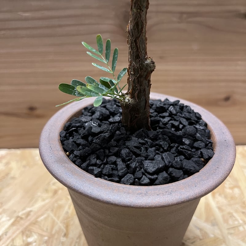 センナ メリディオナリス×伝市鉢 | GREEN LUCK