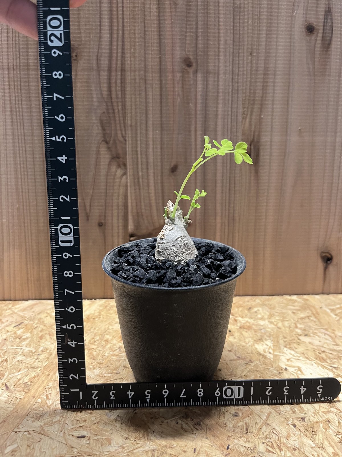 モリンガ | GREEN LUCK