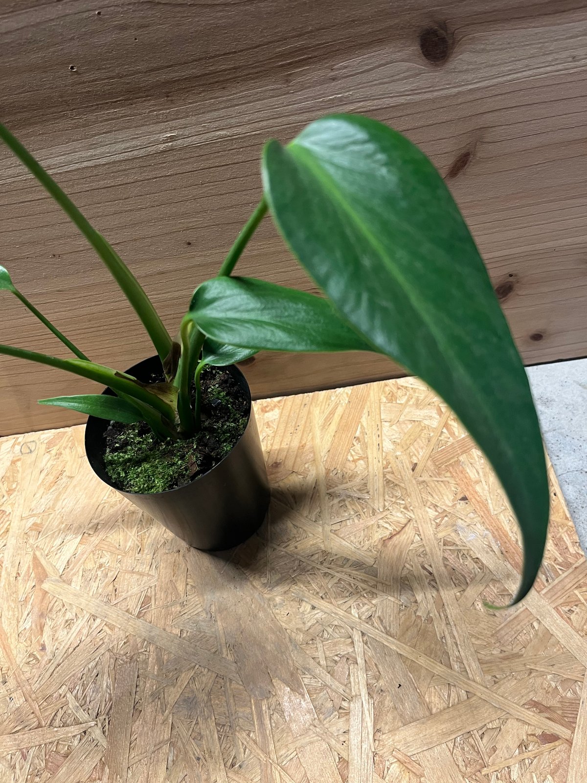 TARO　バールマルクス54.55 モンステラ バールマルクスフレーム | GREEN LUCK