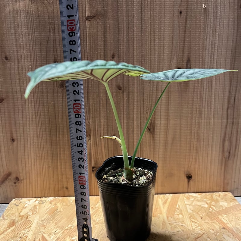 アロカシア ドラゴンスケール | GREEN LUCK