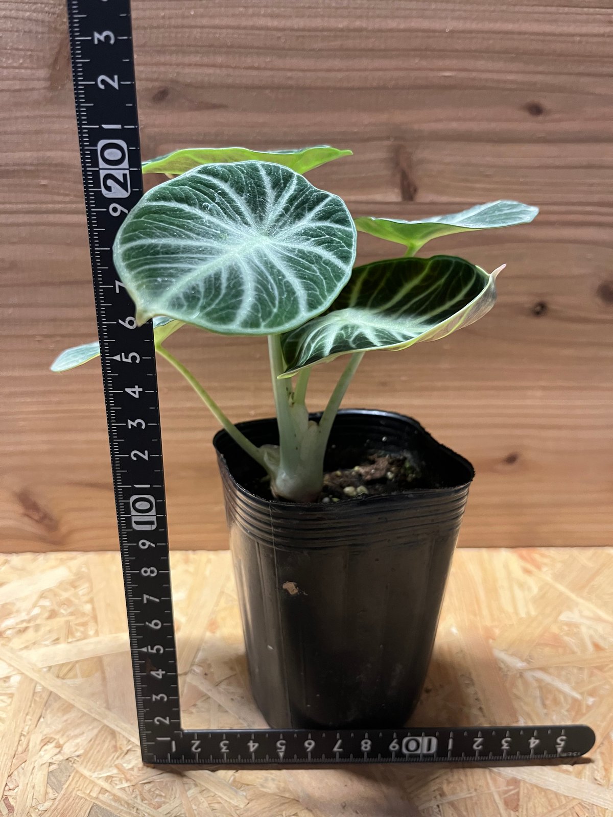 アロカシア ニンジャ | GREEN LUCK