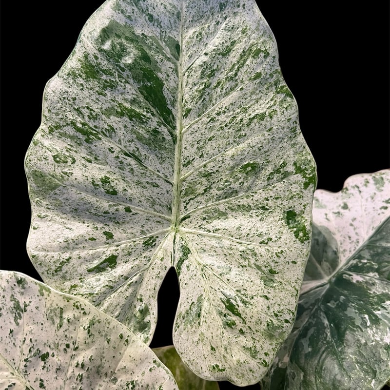 アロカシア マクロリザス カモフラージュ | GREEN LUCK