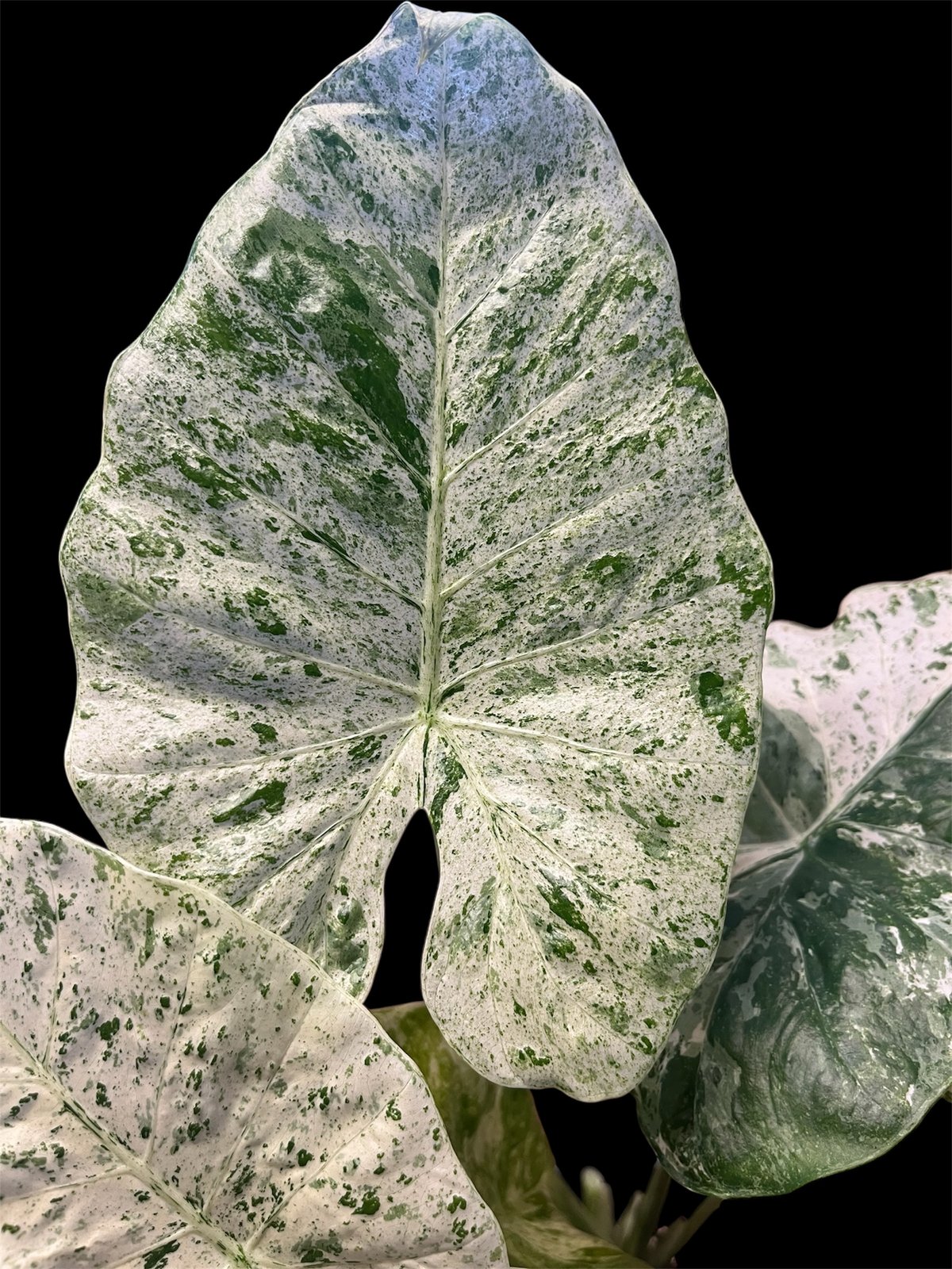 アロカシア マクロリザス カモフラージュ | GREEN LUCK