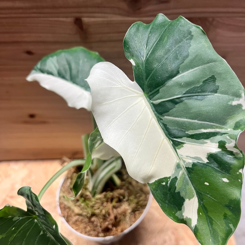 斑入りクワズイモ アロカシア オドラ | GREEN LUCK