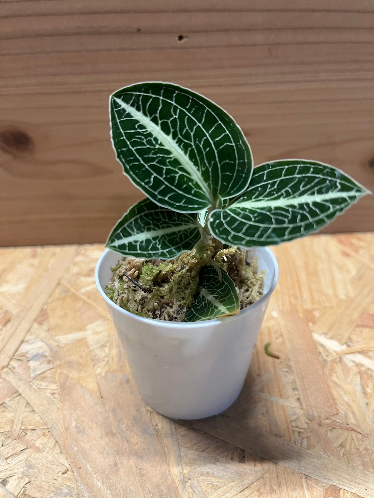 【7株】アネクトキルス・ロビアーナス　アネクトキルス・ロクスバギー　混合品 fit=scale-down,w=1200