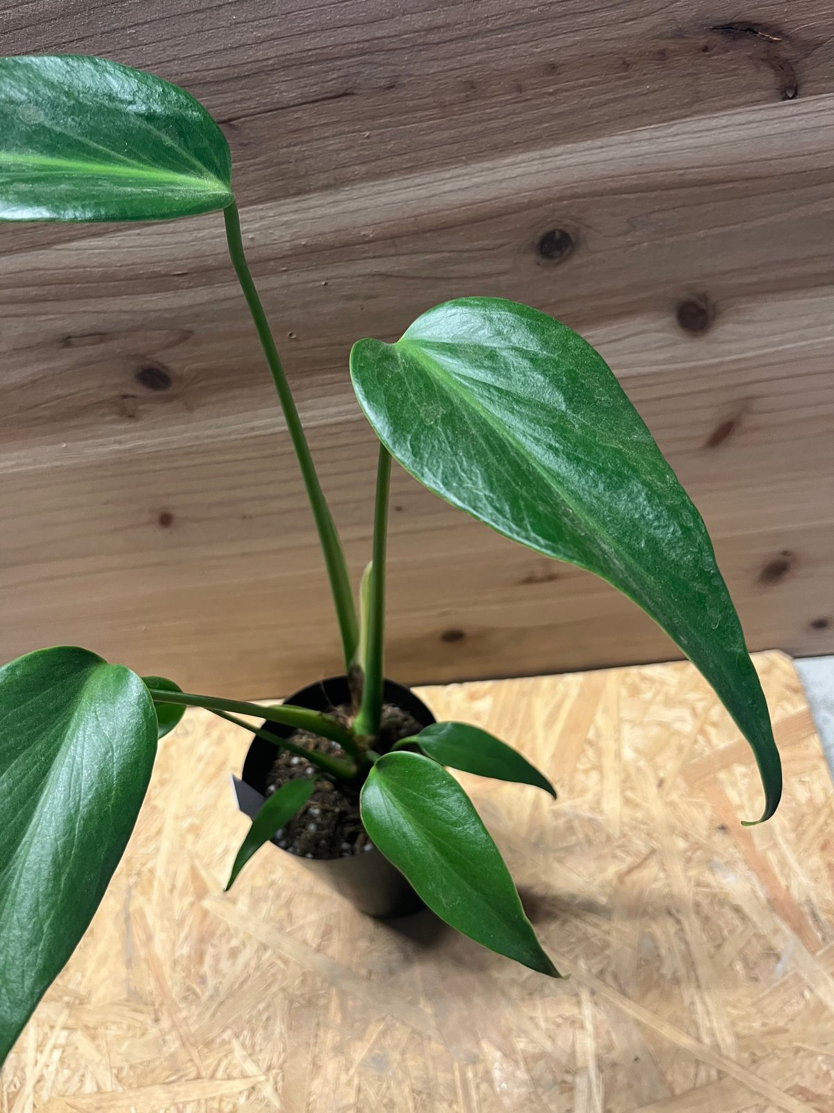 超希少❗️モンステラ　バールマルクスフレーム✨ モンステラ バールマルクスフレーム | GREEN LUCK