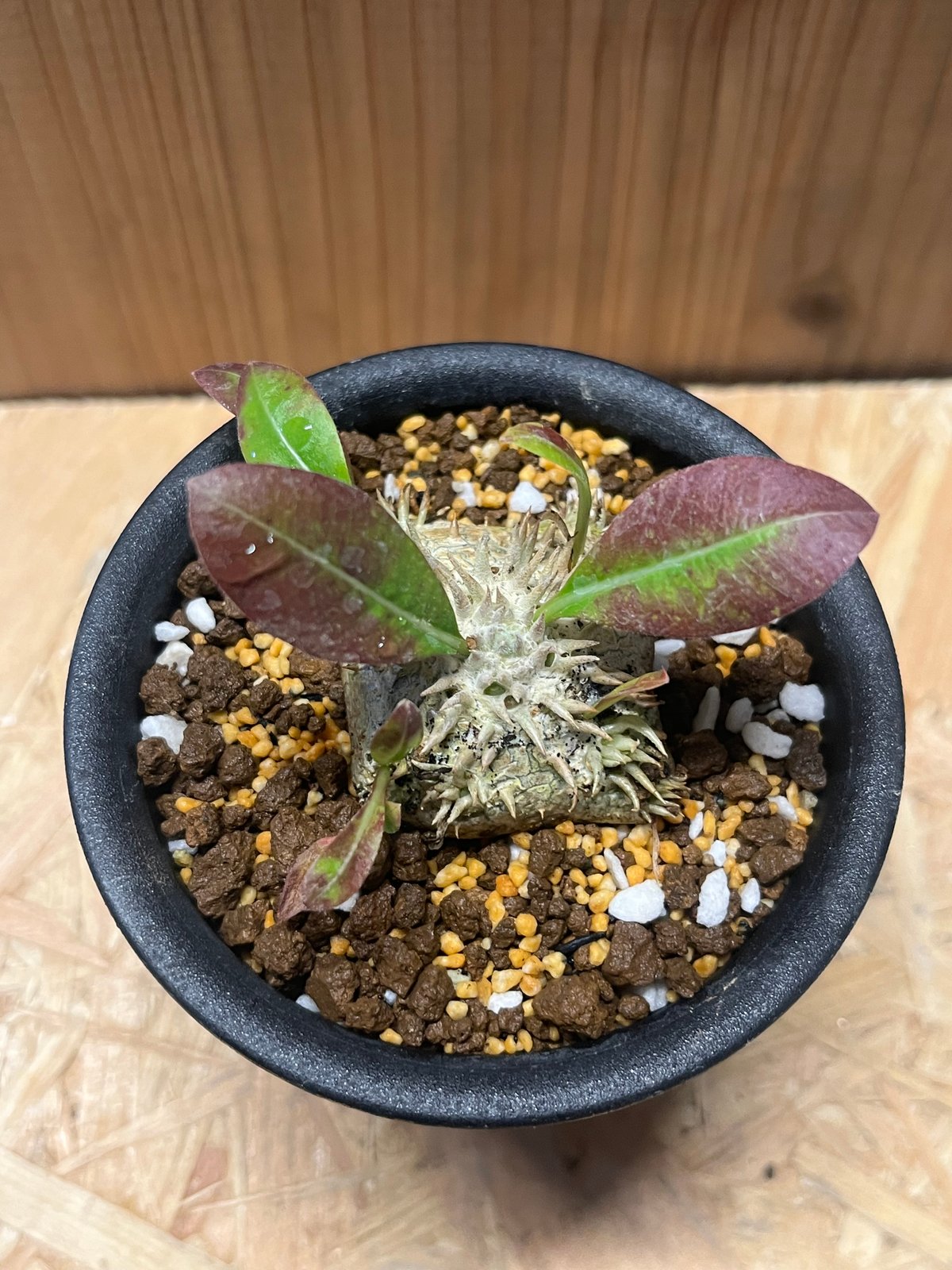 パキポディウム ブレビカウレ 恵比寿笑い | GREEN LUCK