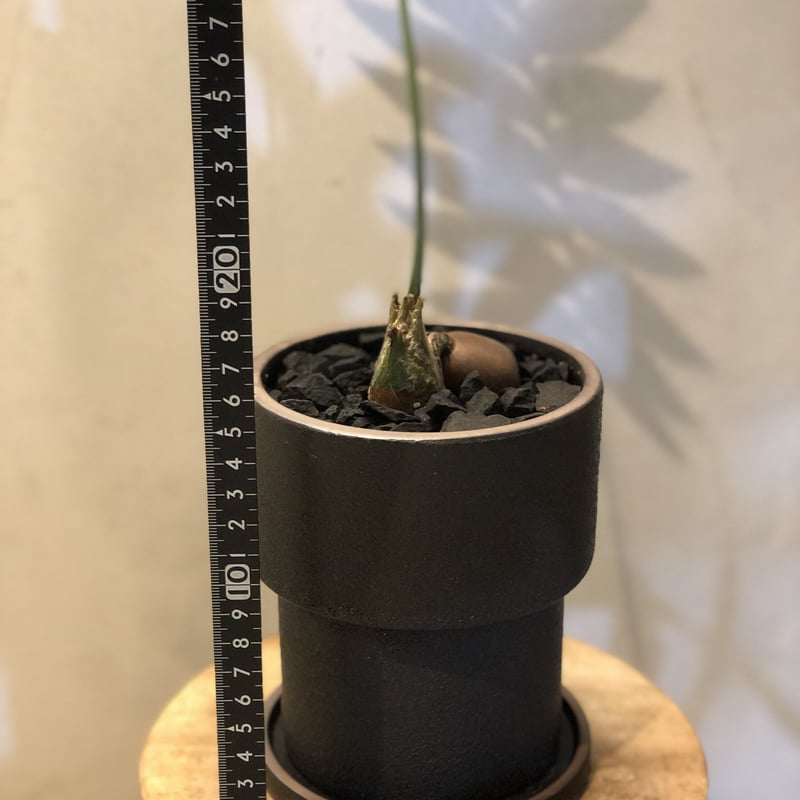 ［現品］【希少】ディオーンスピヌロスム　7号　観葉植物　レア　メキシコソテツ ☆希少種☆ ディオーン スピヌロスム メキシコソテツ 高さ：46