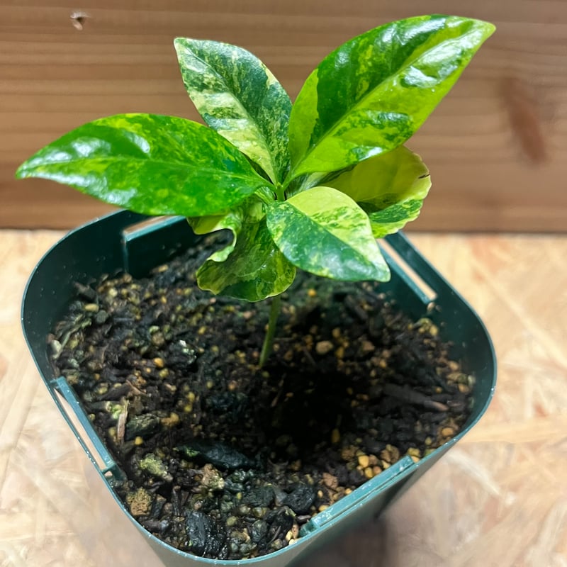 コーヒーの木 斑入り | GREEN LUCK
