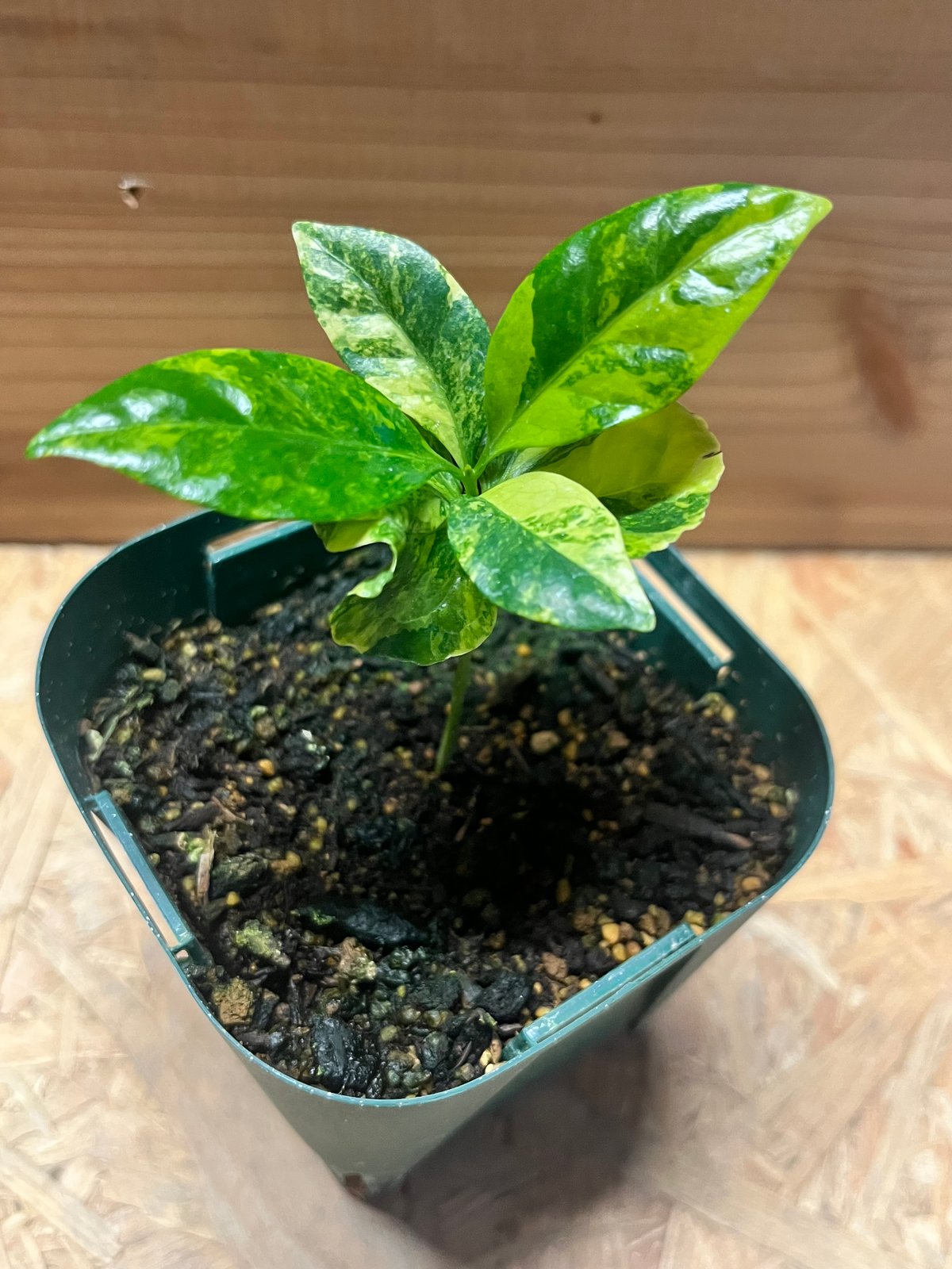 コーヒーの木 斑入り | GREEN LUCK