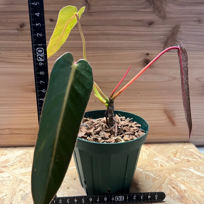 観葉植物 スピリタス・サンクチ フィロデンドロン スピリタスサンクチ | GREEN LUCK