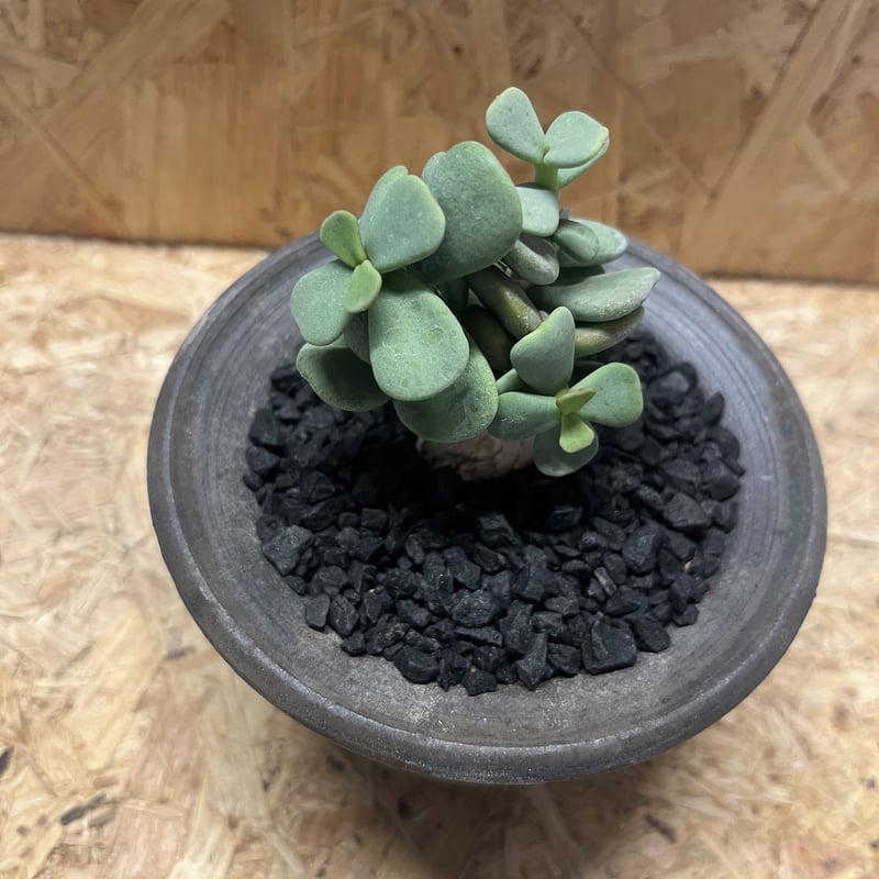 ケラリア ピグマエア×土京鉢 | GREEN LUCK