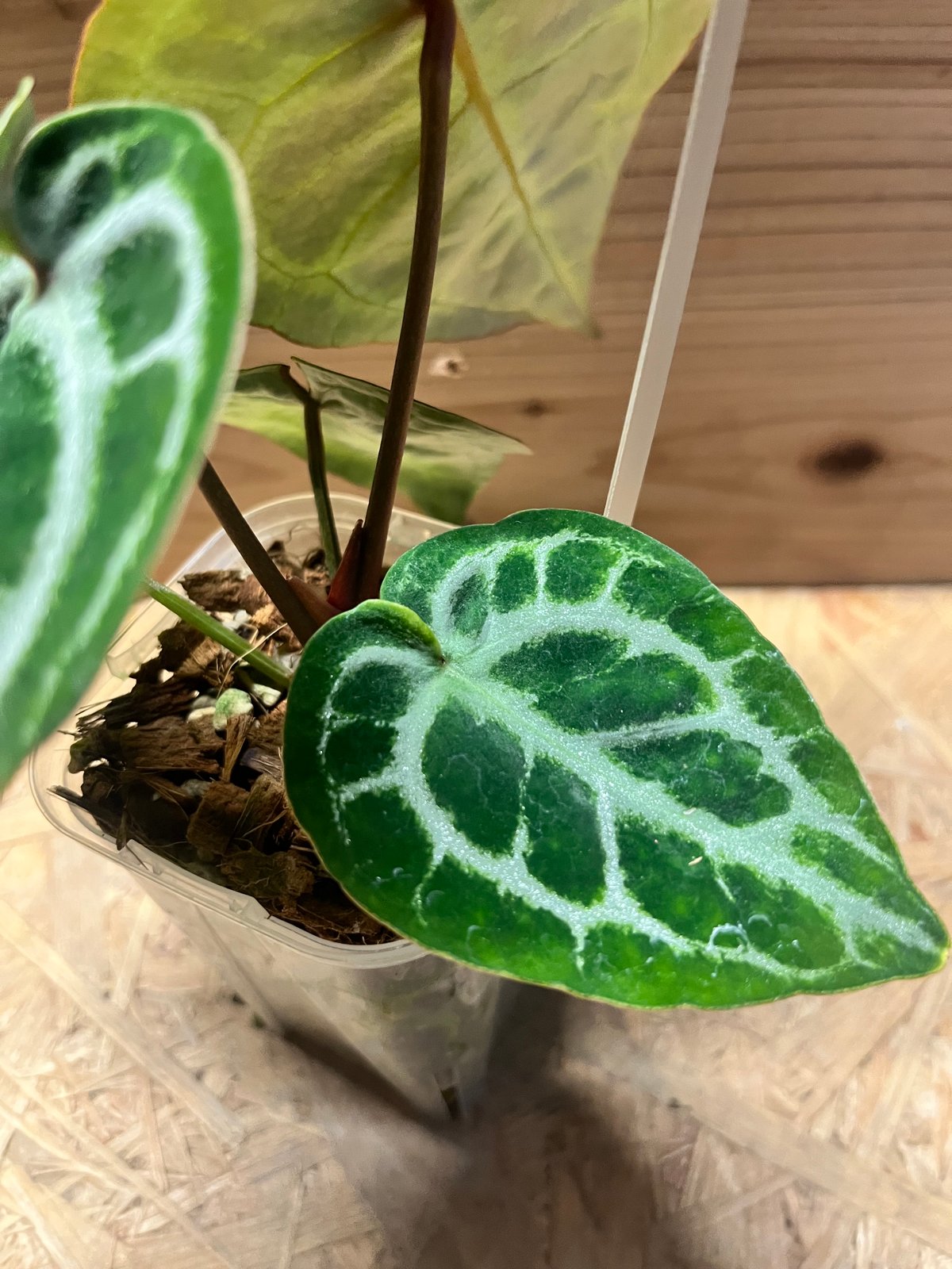 アンスリウム ドラヤキシルバー×エンジェルズドリーム×レッド