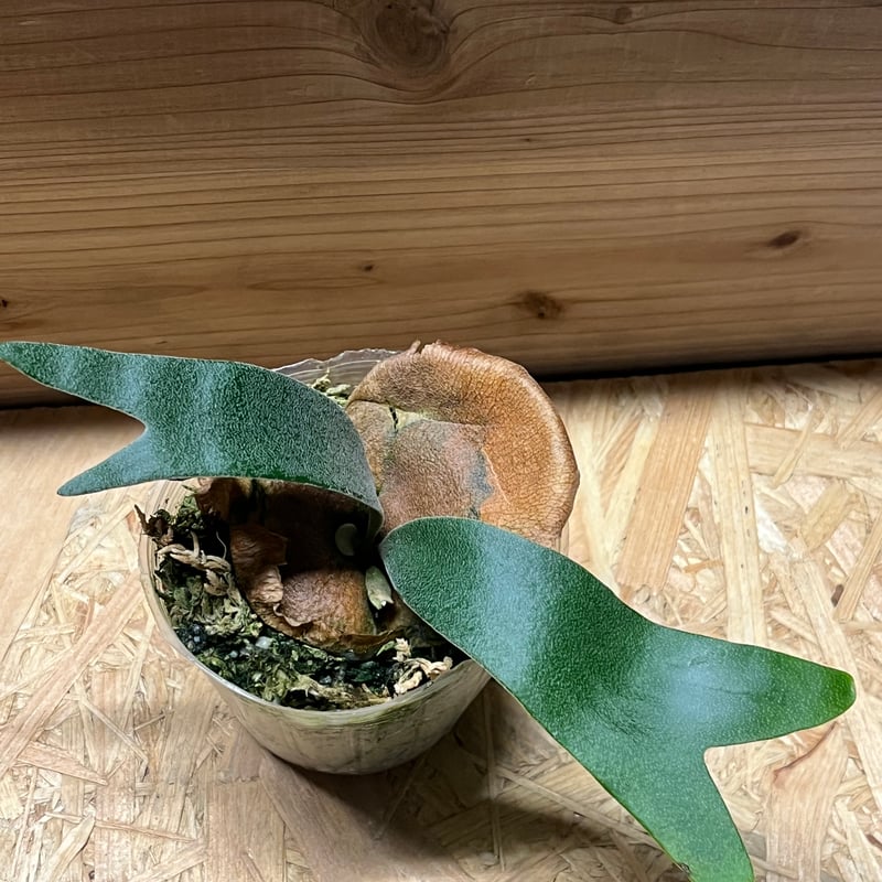 【超大株】ビカクシダ フーンシキ ★親株＋子株2付　★オマケ★ジェイドガール付き ビカクシダ フーンシキ | GREEN LUCK