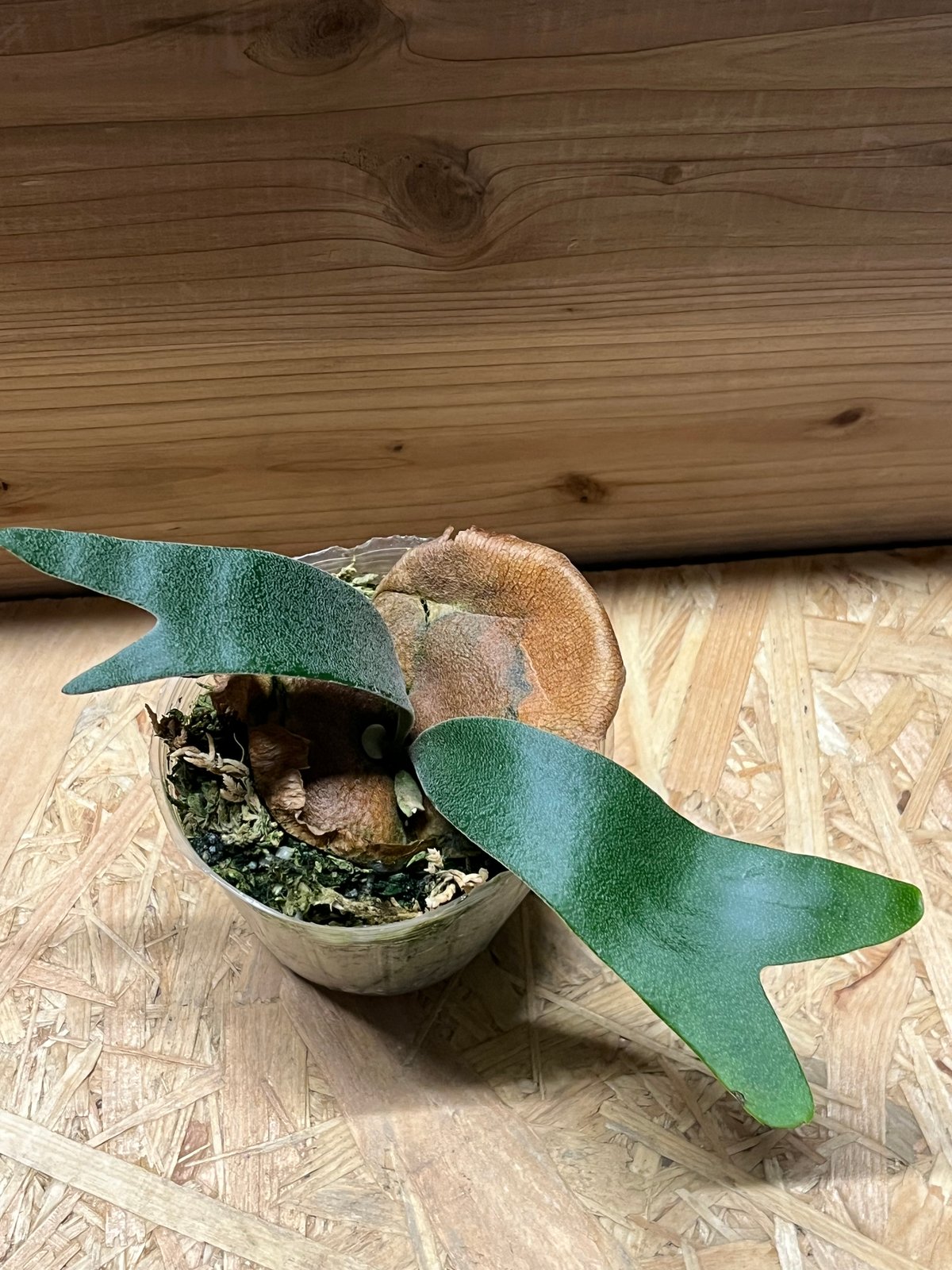 ビカクシダ フーンシキ | GREEN LUCK