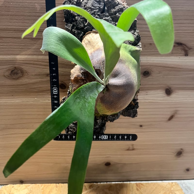 ビカクシダ 'フーンシキ' | GREEN LUCK